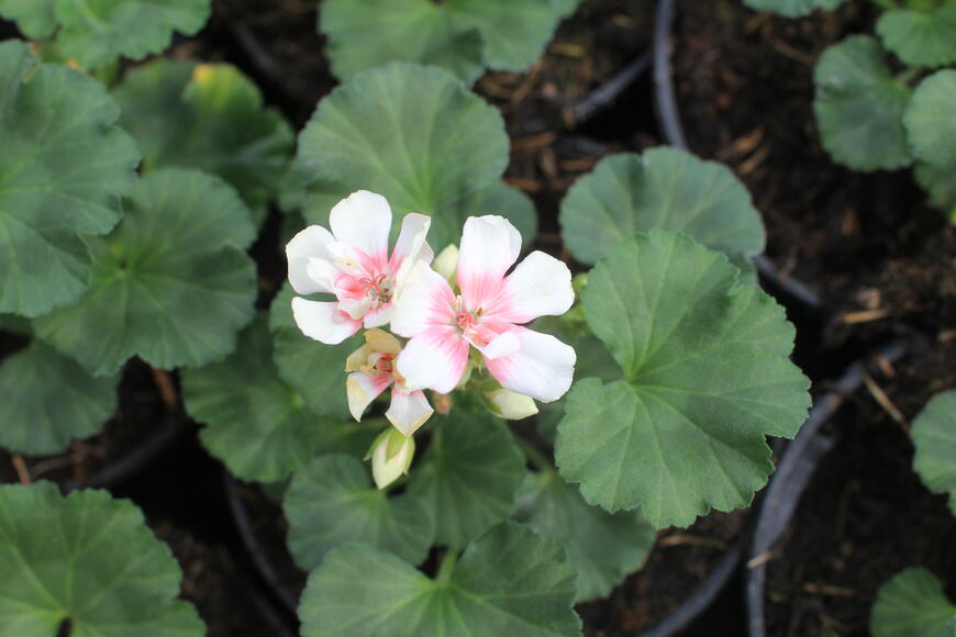 Muškát, pelargonie páskatá 'Savannah Light Salmon'