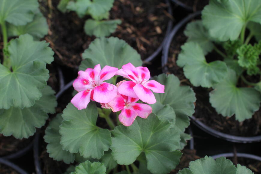 Muškát, pelargonie páskatá 'Savannah Pink Mega Splash'