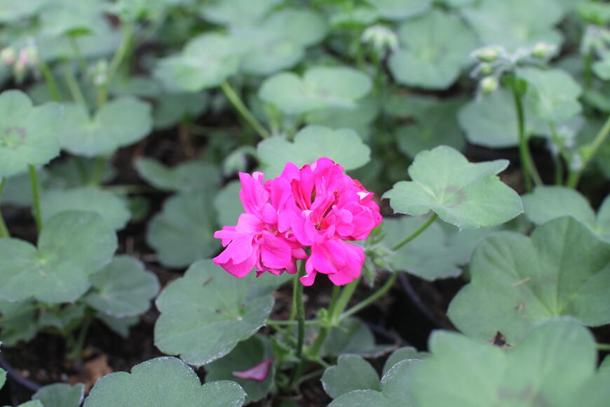 Muškát, pelargonie převislá jednoduchá 'Atlantic Fuchsia'