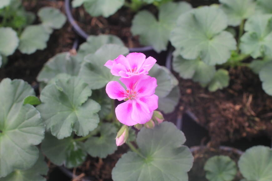 Muškát, pelargonie páskatá 'Savannah Lavender Splash'