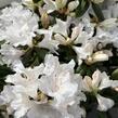 Pěnišník 'Dora Amateis' - Rhododendron (Y) 'Dora Amateis'