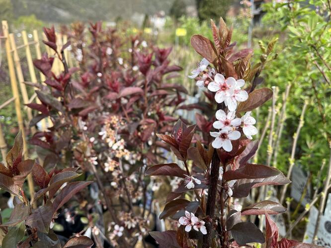 Myrobalán cistena - Prunus cistena