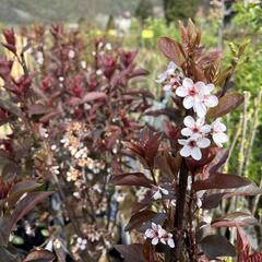 Myrobalán cistena - Prunus cistena