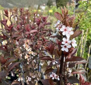 Myrobalán cistena - Prunus cistena