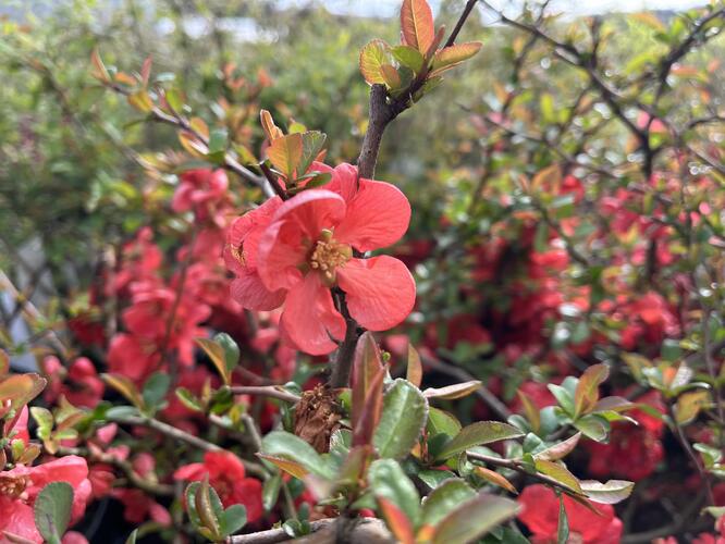 Kdoulovec nádherný 'Orange Trail' - Chaenomeles superba 'Orange Trail'