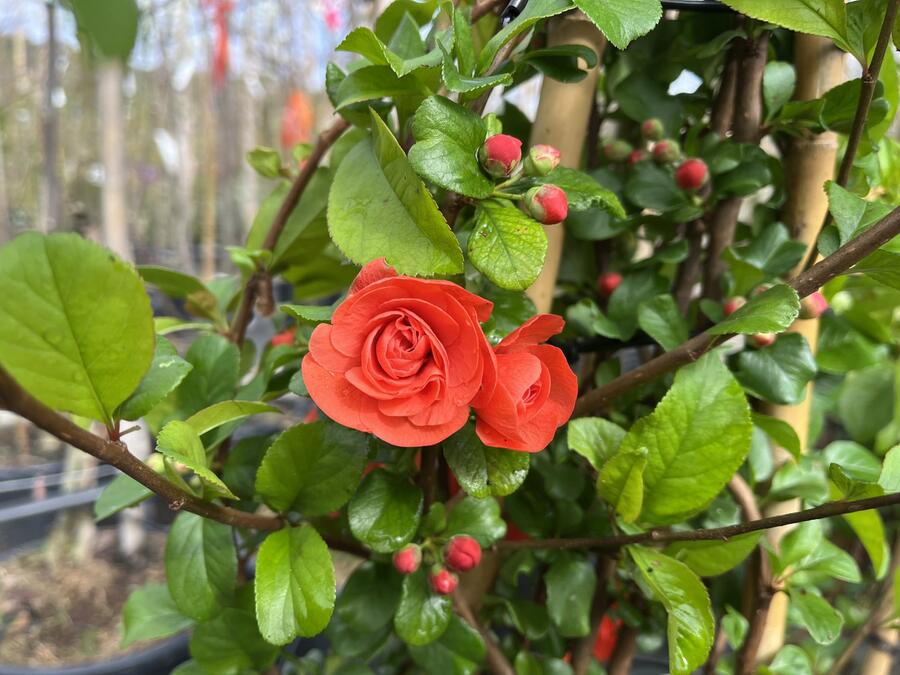 Kdoulovec nádherný 'Orange Storm' - Chaenomeles superba 'Orange Storm'