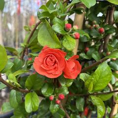 Kdoulovec nádherný 'Orange Storm' - Chaenomeles superba 'Orange Storm'