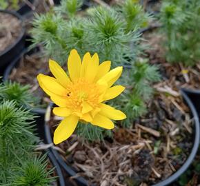 Hlaváček jarní - Adonis vernalis