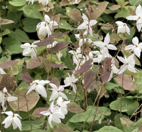 Škornice Youngova 'Niveum' - Epimedium youngianum 'Niveum'