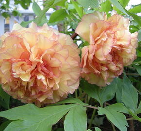 Pivoňka dřevitá 'Kinkaku' - Paeonia suffruticosa 'Kinkaku'