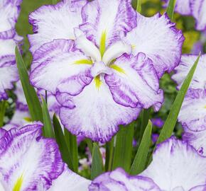 Kosatec Dinner Plate 'Tiramisu' - Iris ensata Dinner Plate 'Tiramisu'