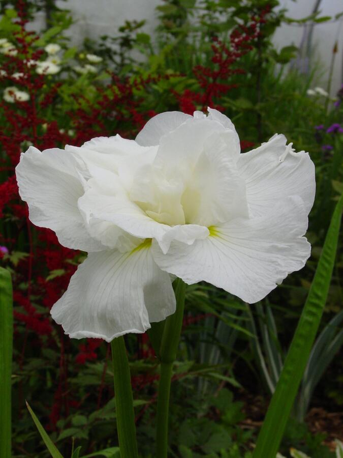 Kosatec 'Frosted Pyramid' - Iris ensata 'Frosted Pyramid'