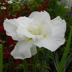 Kosatec 'Frosted Pyramid' - Iris ensata 'Frosted Pyramid'