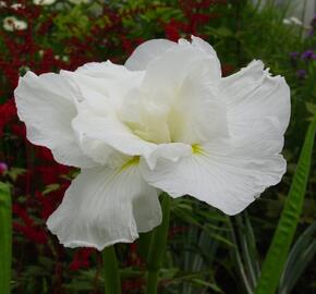 Kosatec 'Frosted Pyramid' - Iris ensata 'Frosted Pyramid'