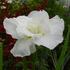 Iris Ensata Frosted Pyramid.JPG