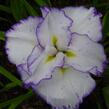 Kosatec 'Light at Dawn' - Iris ensata 'Light at Dawn'