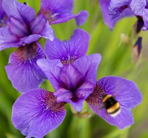 Kosatec sibiřský 'Reprise' - Iris sibirica 'Reprise'