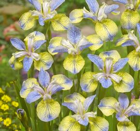 Kosatec sibiřský 'Tipped in Blue' - Iris sibirica 'Tipped in Blue'