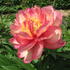 Paeonia itoh Julia Rose.jpg