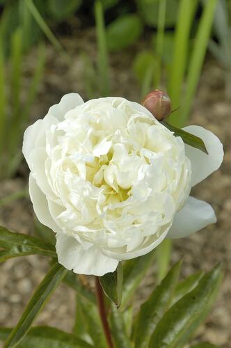 Pivoňka 'Marie Lemoine' - Paeonia 'Marie Lemoine'