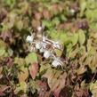 Škornice velkokvětá 'White Queen' - Epimedium grandiflorum 'White Queen'