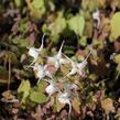 Škornice velkokvětá 'White Queen' - Epimedium grandiflorum 'White Queen'