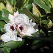 Pěnišník 'Hachmann's Picobello' - Rhododendron 'Hachmann's Picobello'