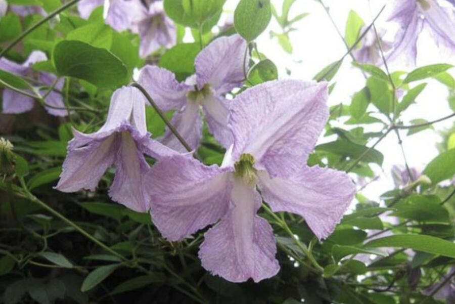 Plamének 'Betty Corning' - Clematis 'Betty Corning'