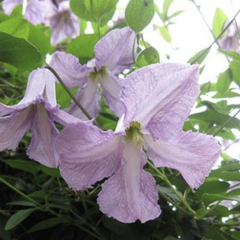 Plamének 'Betty Corning' - Clematis 'Betty Corning'