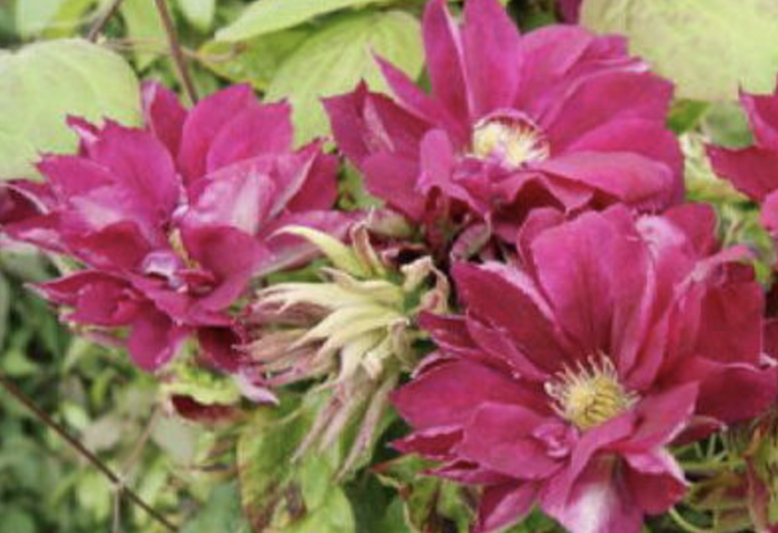 Plamének 'Red Star' - Clematis 'Red Star'