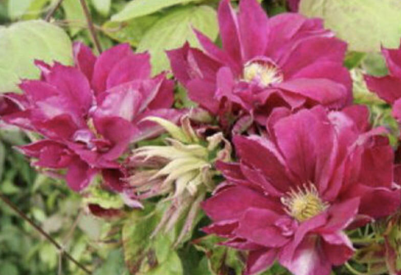 Plamének 'Red Star' - Clematis 'Red Star'