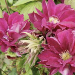 Plamének 'Red Star' - Clematis 'Red Star'