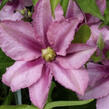 Plamének 'Rosamunde' - Clematis 'Rosamunde'