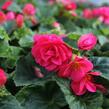 Begónie hlíznatá 'Tubby F1 Deep Rose' - Begonia tuberhybrida 'Tubby F1 Deep Rose'