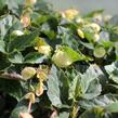 Begónie hlíznatá 'Illumination Lemon' - Begonia tuberhybrida 'Illumination Lemon'