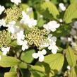 Kalina japonská 'Mariesii' - Viburnum plicatum 'Mariesii'