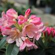 Pěnišník 'Percy Wiseman' - Rhododendron (Y) 'Percy Wiseman'