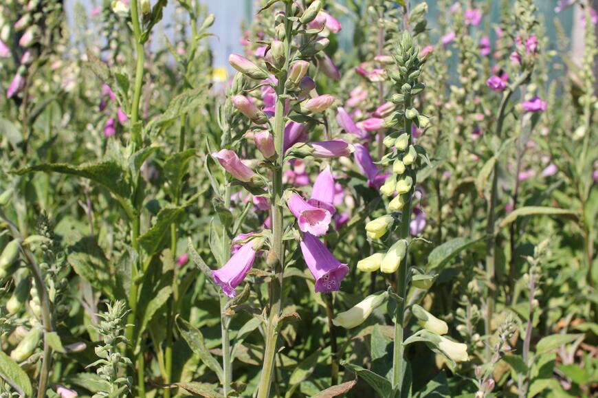 Digitalis purpurea 'Excelsior' 