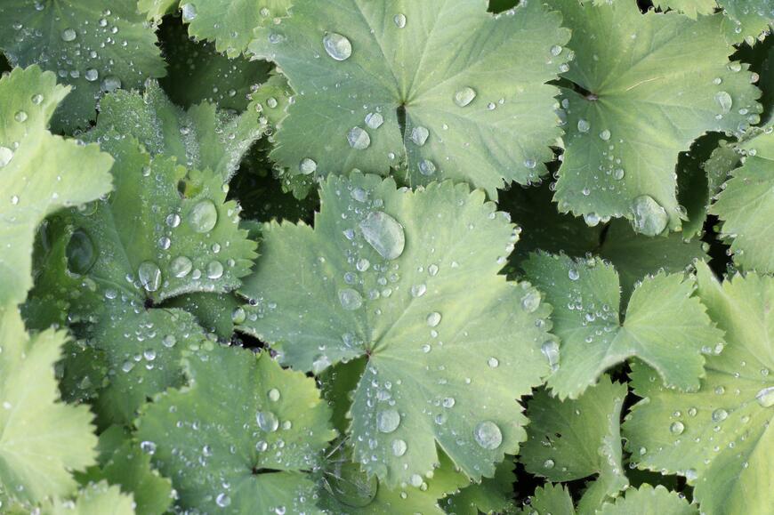 Alchemilla mollis 'Thriller' 