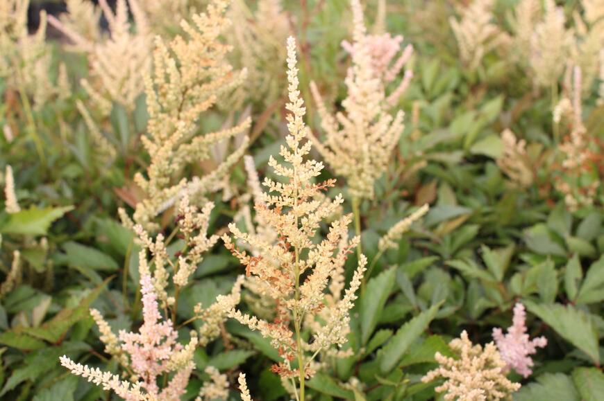 Astilbe arendsii 'Erika'