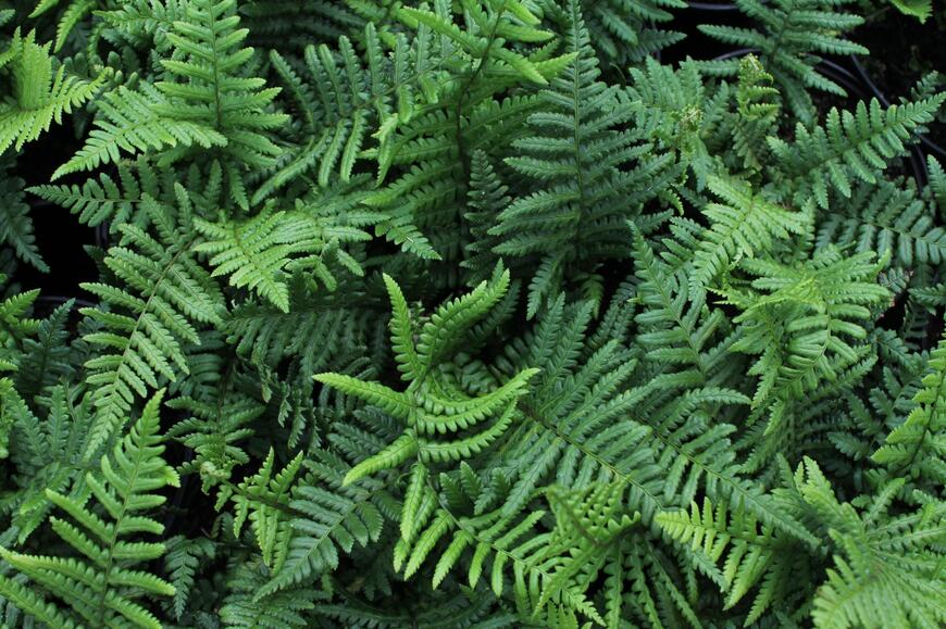 Dryopteris affinis