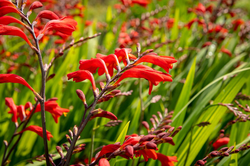 Crocosmia 'Emberglow'