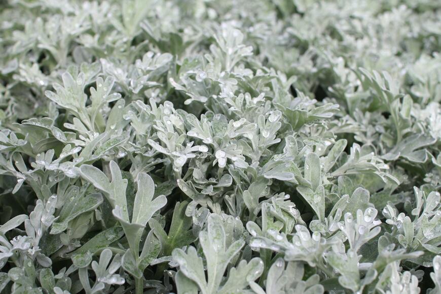 Artemisia stelleriana 'Silver Brocade'