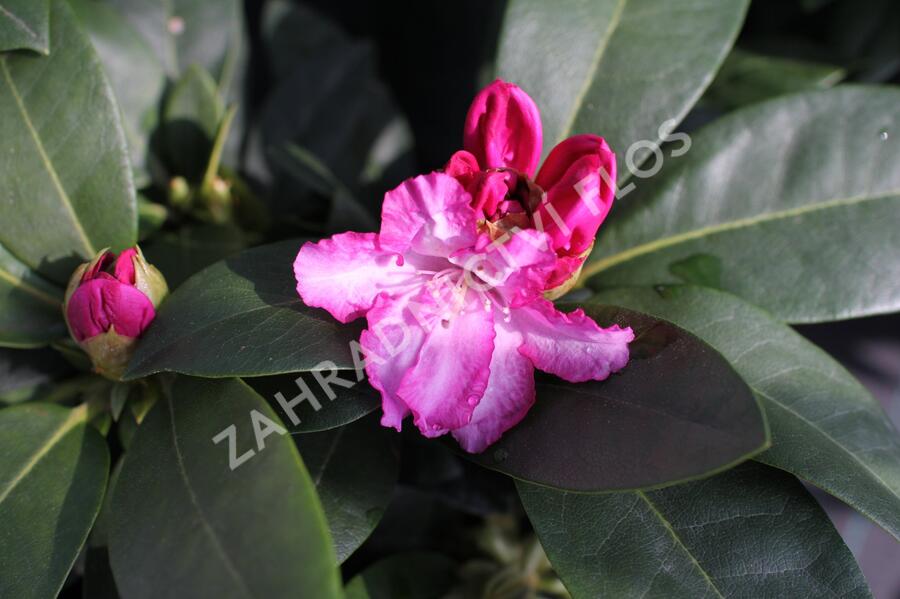 Pěnišník 'Vollblut' - Rhododendron (Y) 'Vollblut'