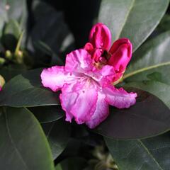 Pěnišník 'Vollblut' - Rhododendron (Y) 'Vollblut'