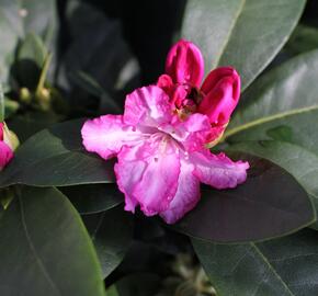 Pěnišník 'Vollblut' - Rhododendron (Y) 'Vollblut'