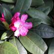 Pěnišník 'Vollblut' - Rhododendron (Y) 'Vollblut'