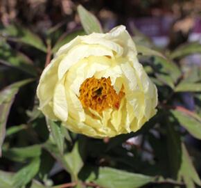 Pivoňka dřevitá 'High Noon' - Paeonia suffruticosa 'High Noon'