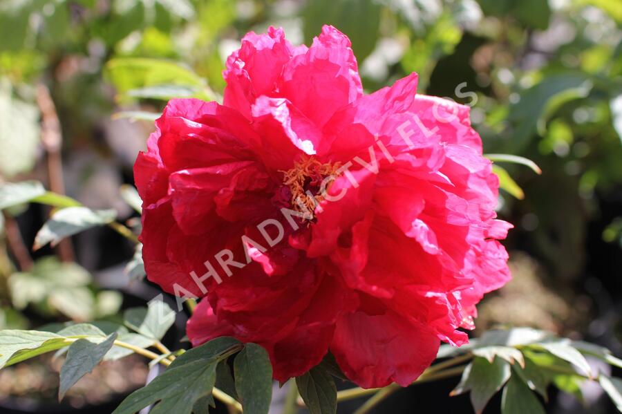 Pivoňka dřevitá 'Asahiminato' - Paeonia suffruticosa 'Asahiminato'