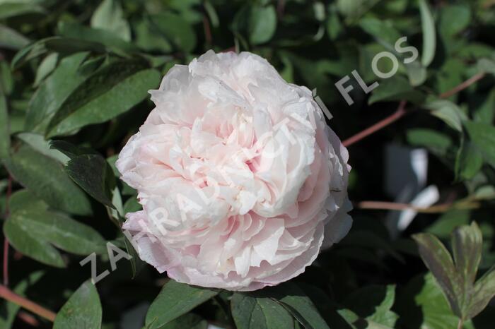 Pivoňka dřevitá 'Bijou de Chussan' - Paeonia suffruticosa 'Bijou de Chussan'